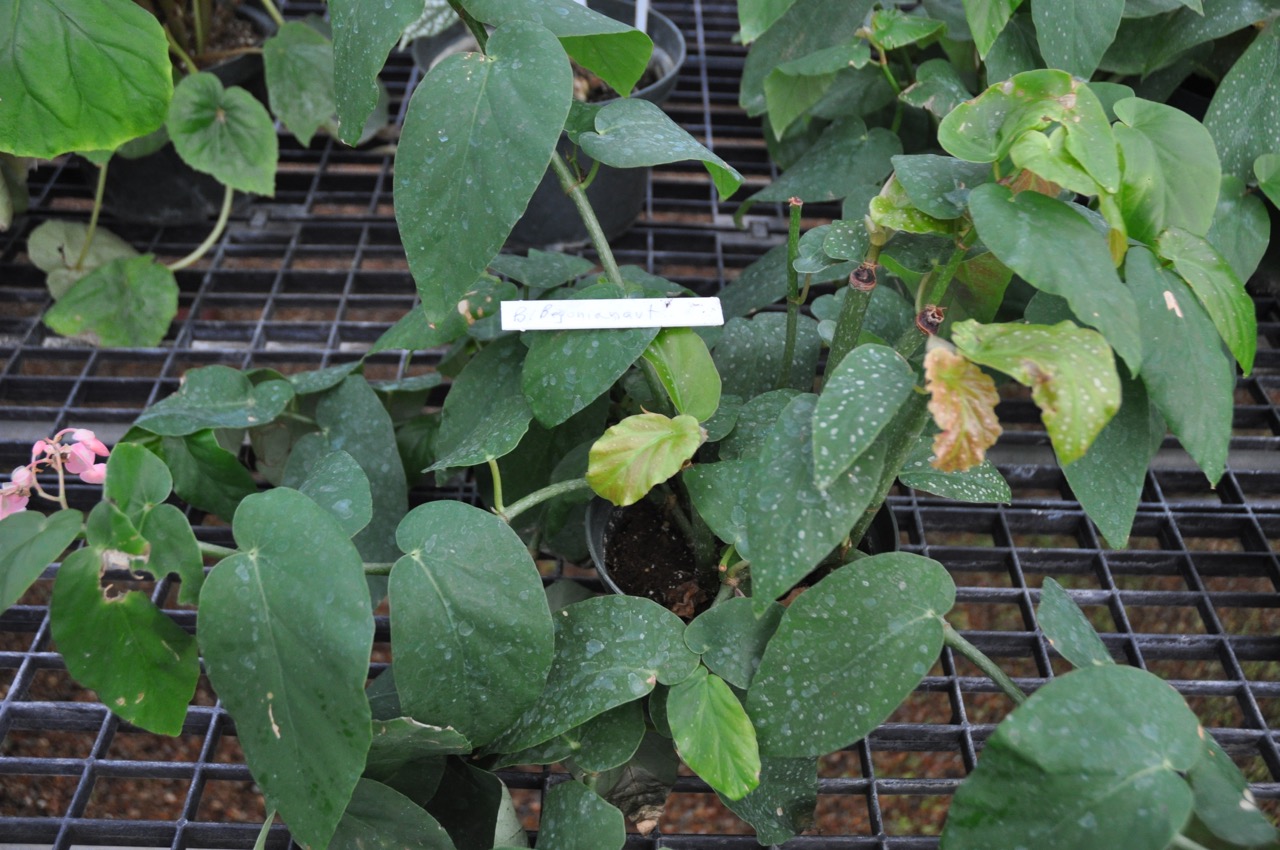 B. ‘Begonianaut’